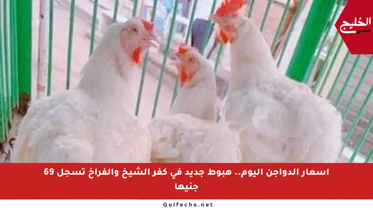 أسعار الدواجن اليوم.. هبوط جديد في كفر الشيخ والفراخ تسجل 69 جنيها